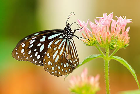 sightseeing in koh samui Na Tian Butterfly Garden