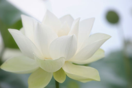 The White Lotus